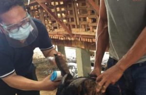 Jumlah Hewan Kurban di Batam Diprediksi Menurun