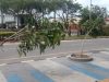 Tanaman di Pedestrian Batam Center Rusak, BP Batam Ajak Masyarakat Menjaga Fasilitas Umum