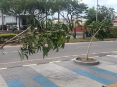 Tanaman di Pedestrian Batam Center Rusak, BP Batam Ajak Masyarakat Menjaga Fasilitas Umum