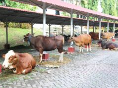 Semarak Idul Adha 1445 H, BP Batam Gelar Pemotongan Hewan Qurban