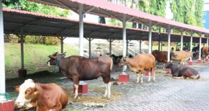 Semarak Idul Adha 1445 H, BP Batam Gelar Pemotongan Hewan Qurban
