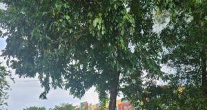 Taba Iskandar Meradang Usai Disebut Blokir Jalan dengan Tumpukan Sampah