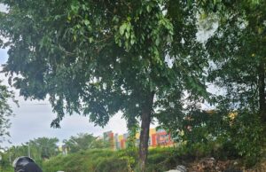 Taba Iskandar Meradang Usai Disebut Blokir Jalan dengan Tumpukan Sampah