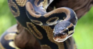 Waspadai Kemunculan Ular saat Banjir di Musim Penghujan