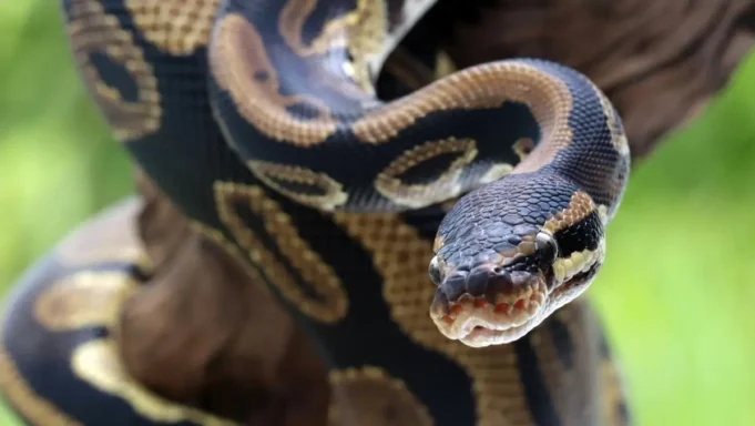 Waspadai Kemunculan Ular saat Banjir di Musim Penghujan
