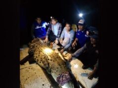 Keresahan Warga Pasca Jebolnya Pagar Kandang Buaya di Batam