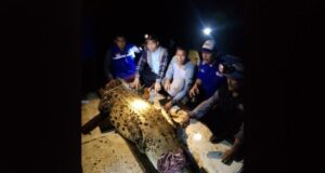 Keresahan Warga Pasca Jebolnya Pagar Kandang Buaya di Batam