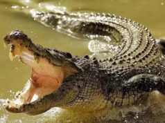 Serangan Buaya Tewaskan Warga, BPBD Bintan Bentuk Satgas hingga Petakan 37 Titik Kemunculan Buaya