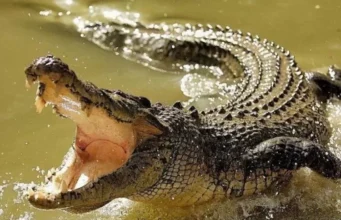 Serangan Buaya Tewaskan Warga, BPBD Bintan Bentuk Satgas hingga Petakan 37 Titik Kemunculan Buaya