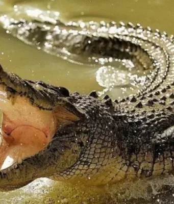 Serangan Buaya Tewaskan Warga, BPBD Bintan Bentuk Satgas hingga Petakan 37 Titik Kemunculan Buaya