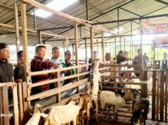 IKPK Kota Batam Siap Sembelih 7 Hewan Qurban pada Idul Adha 1446 H