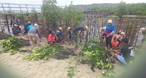 Krisis Mangrove di Pesisir Batam dan Kepri, PLHK Serukan Aksi Nyata