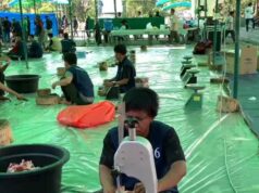Masjid Bukit Indah Sukajadi Sembelih 15 Ekor Sapi dan 39 Kambing Kurban pada Iduladha 1446 H