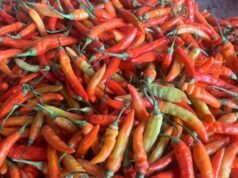 Harga Cabai di Batam Tembus Rp 110 Ribu! Dipengaruhi Biaya Transportasi