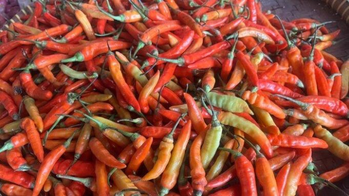 Harga Cabai di Batam Tembus Rp 110 Ribu! Dipengaruhi Biaya Transportasi