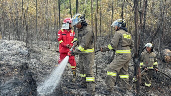 Hutan Belantara Bukit Daeng Tembesi Terbakar