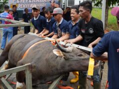 Semarak Idul Adha 1447 Hijriah, BP Batam Sembelih 33 Hewan Kurban Tingkatkan Kepedulian Sosial