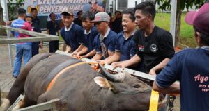 Semarak Idul Adha 1447 Hijriah, BP Batam Sembelih 33 Hewan Kurban Tingkatkan Kepedulian Sosial