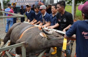 Semarak Idul Adha 1447 Hijriah, BP Batam Sembelih 33 Hewan Kurban Tingkatkan Kepedulian Sosial