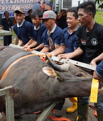 Semarak Idul Adha 1447 Hijriah, BP Batam Sembelih 33 Hewan Kurban Tingkatkan Kepedulian Sosial