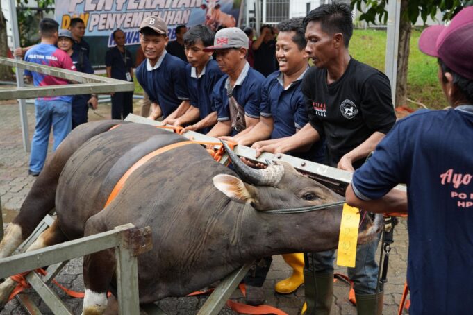Semarak Idul Adha 1447 Hijriah, BP Batam Sembelih 33 Hewan Kurban Tingkatkan Kepedulian Sosial