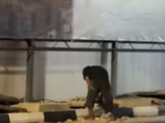 Nekat Beraksi di Tengah Malam, Pencuri Besi Drainase Kawasan Revitalisasi Terowongan Pelita Diamankan Polisi